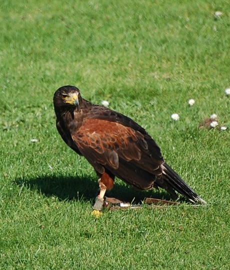 woestijn buizerd