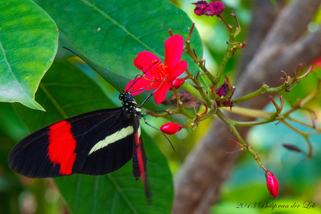 Heliconius erato op Asclepias curassavica