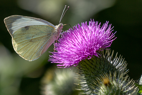 Witje op distelbloem