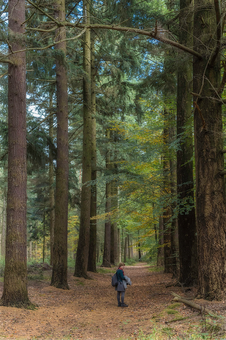 onder de hoge bomen