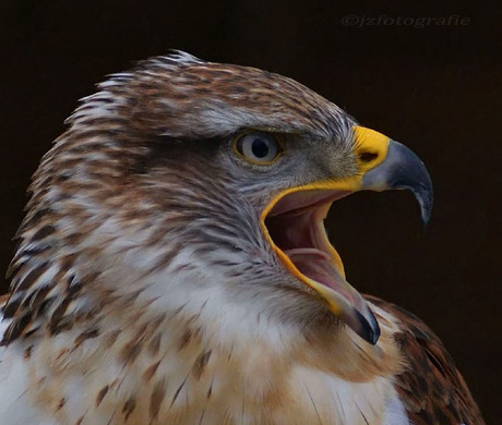 Schreeuwende Arendbuizerd