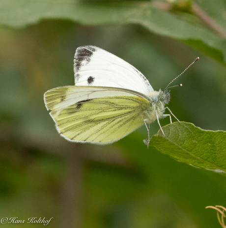 Geaderd witje