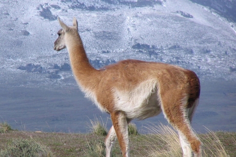 Guanaco in de wind