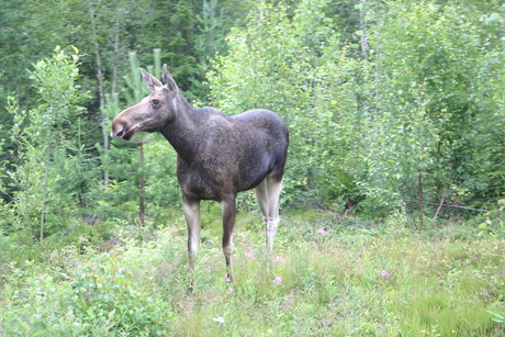 Jonge Eland