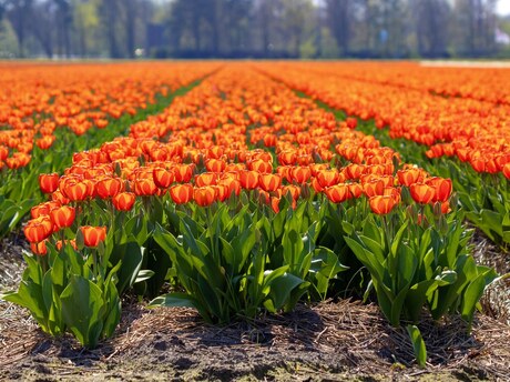 Oranje boven