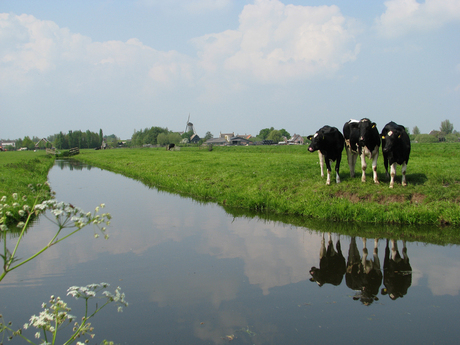 gespiegeld polderlandschap