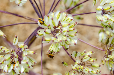 Bloemen en wantsen op Sardinië