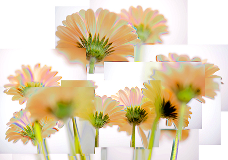 gerbera's 02.jpg