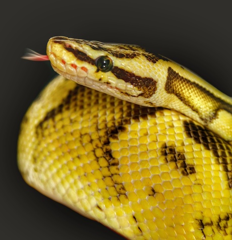 De gele python