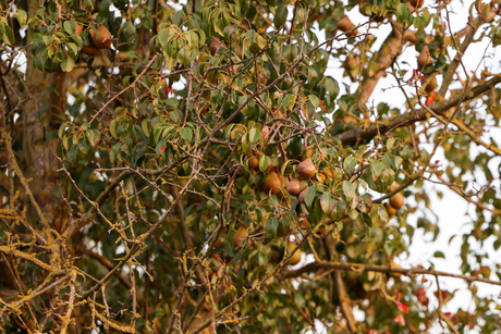 Rijpe peren