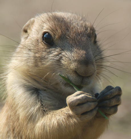 Portret Prairiehondje