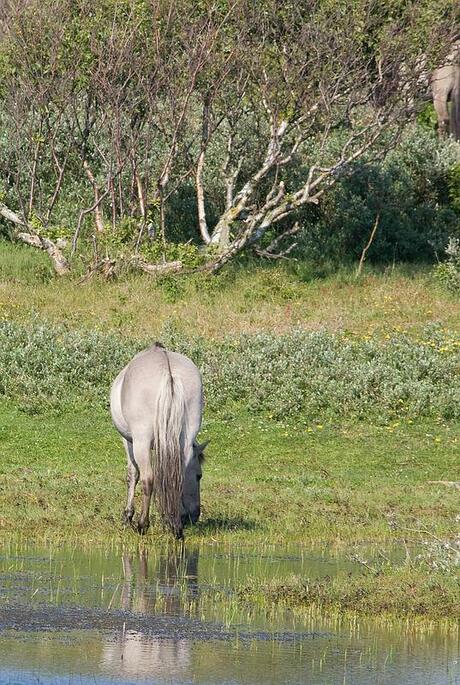 natuurlijke leefomgeving