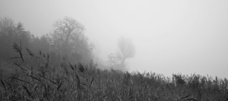 Mist aan de Lek