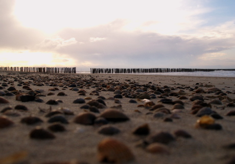 schelpjes op het strand