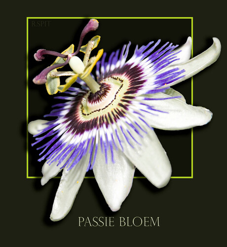 Passiebloem