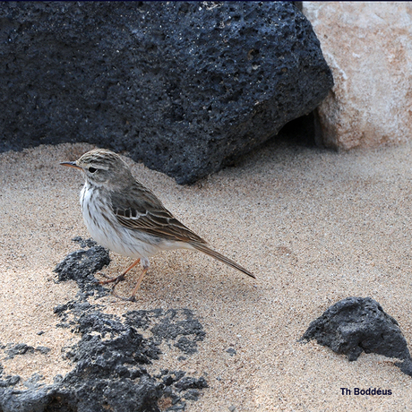 canarische vogel 1802092815m1w