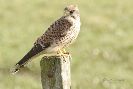 Torenvalk (Common Kestrel)