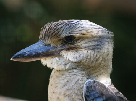 Bosijsvogel