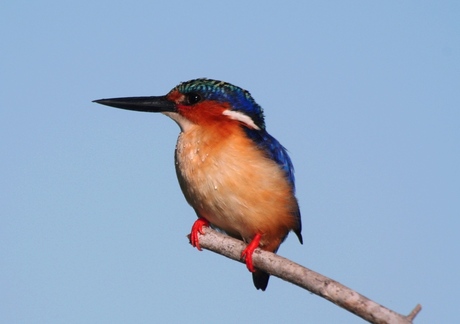 Kingfisher 2