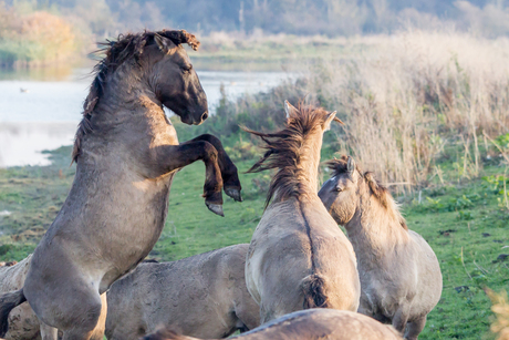 Paarden