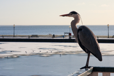 Reiger