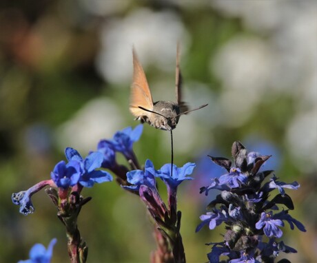 kolibrievlinder 5