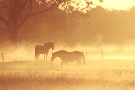 paarden in de mist