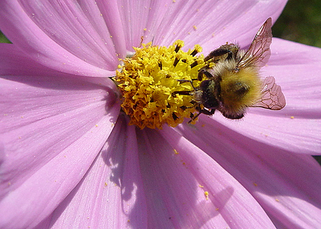 Hommel in paars