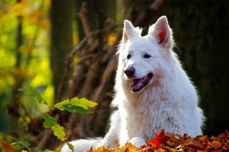 Witte herder in het bos