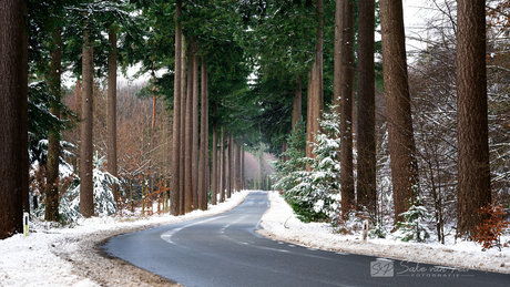 Besneeuwde Bosweg