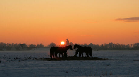 paarden onder de zon