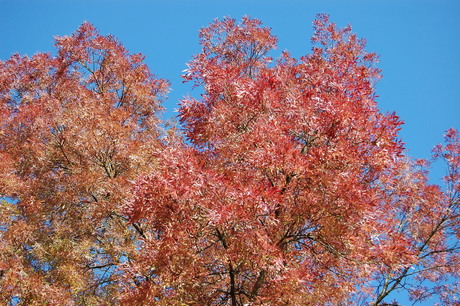 gekleurde bladeren, blauwe lucht