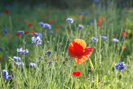 Klaprozen en korenbloemen