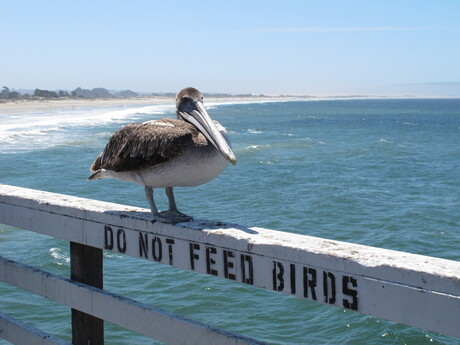 Pismo Beach, California