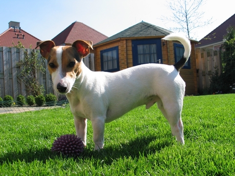 Balou op het Gras