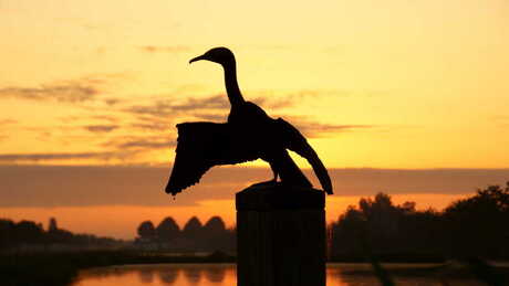 Standbeeld Aalscholver in de Ochtendzon