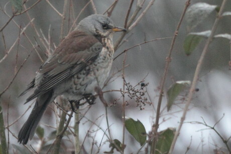 Kramsvogel