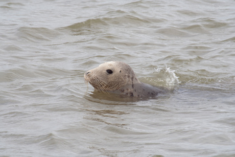 Grijze zeehond