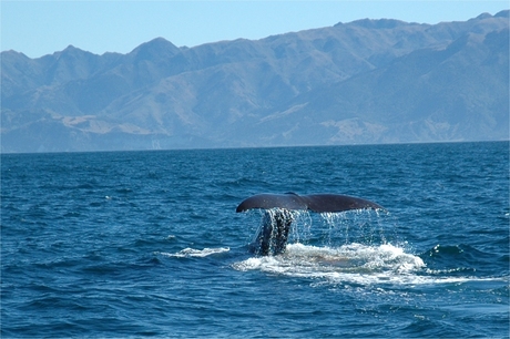 Kaikoura whale