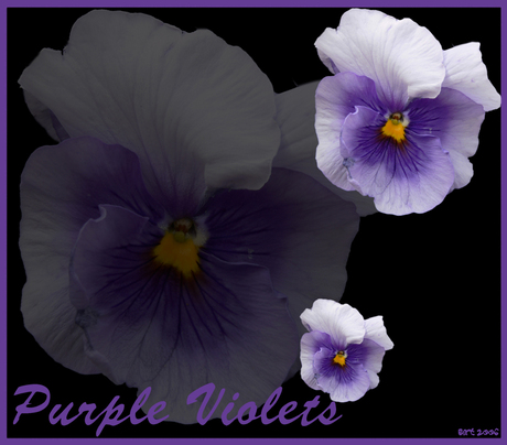 Purple Violets