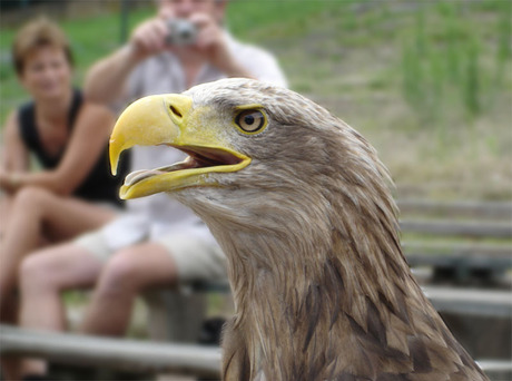 Roofvogel