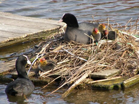 Familie Meerkoet