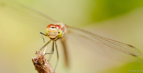 Gekke bekken trekken