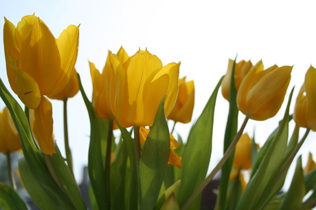 Tulpen