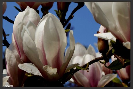 Eigenlijk een heel mooie bloem in het voorjaar