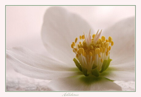 Helleborus