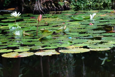Waterlelies in de Victoria serre