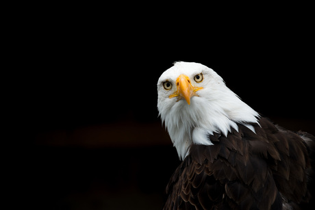 Nieuwsgierige Amerikaanse Zeearend