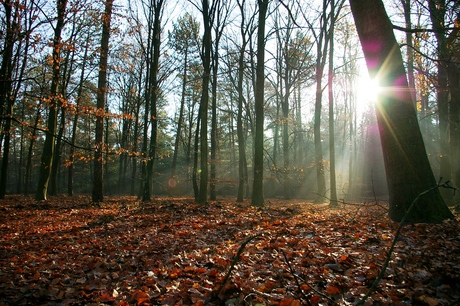 Ietwat kalende bomen