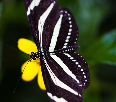 Hortus_Botanicus_2013_07.jpg